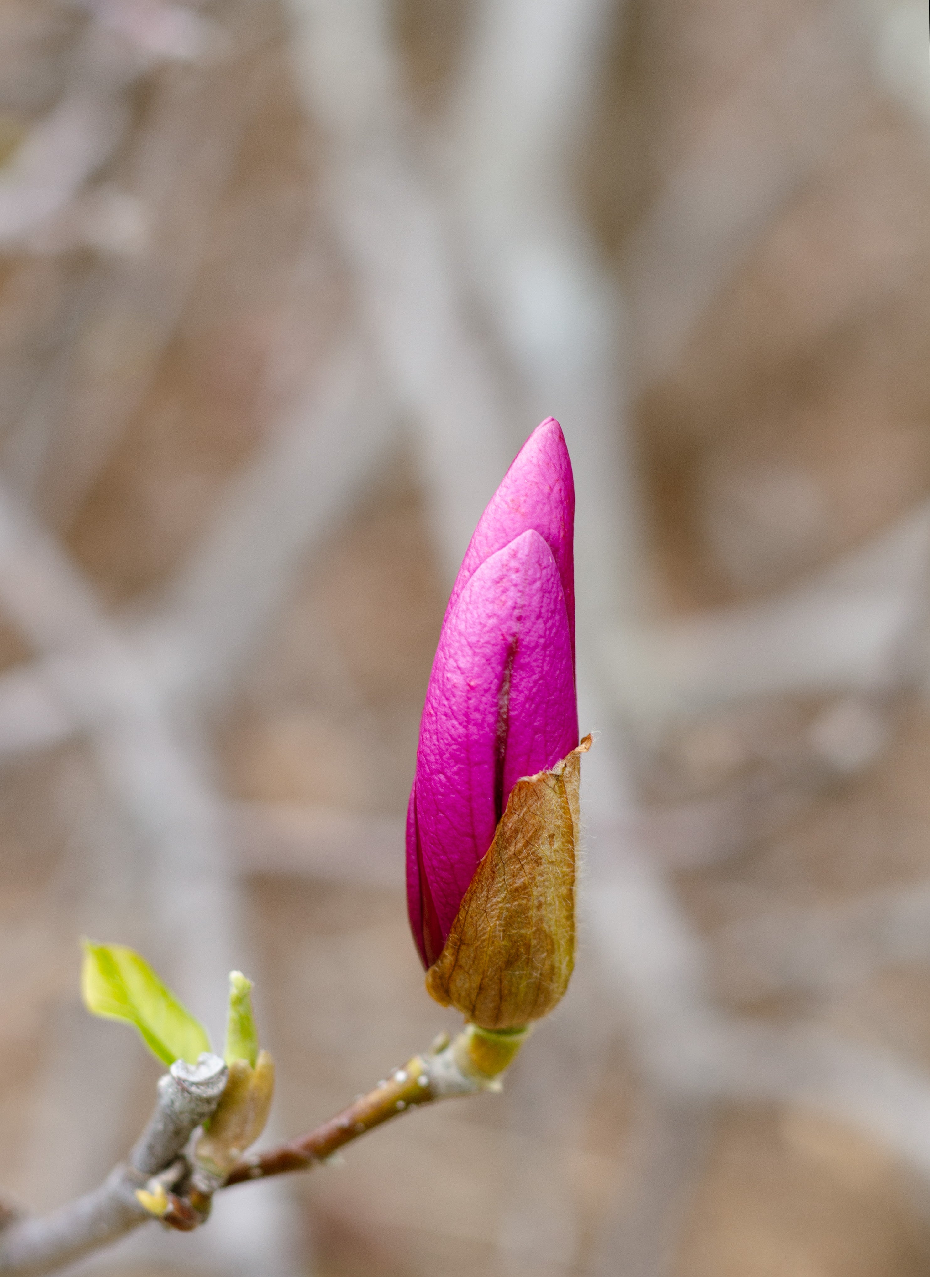 Pink Flower Bud